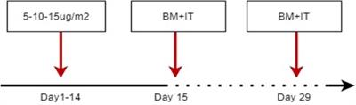 Short-course blinatumomab for refractory/relapse precursor B acute lymphoblastic leukemia in children